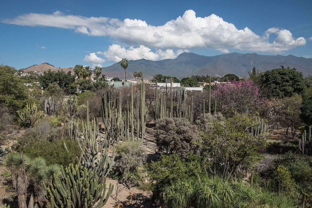 Botanical garden in Oaxaca